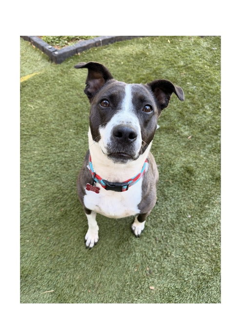 Sadie, an adoptable Terrier in Mooresville, NC