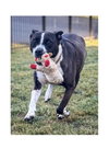 Sadie - Photo 4