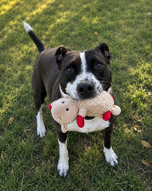 Sadie photo 2