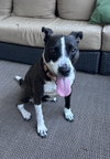 Sadie - Photo 3