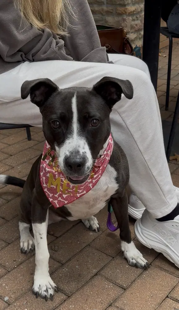 Sadie image 2