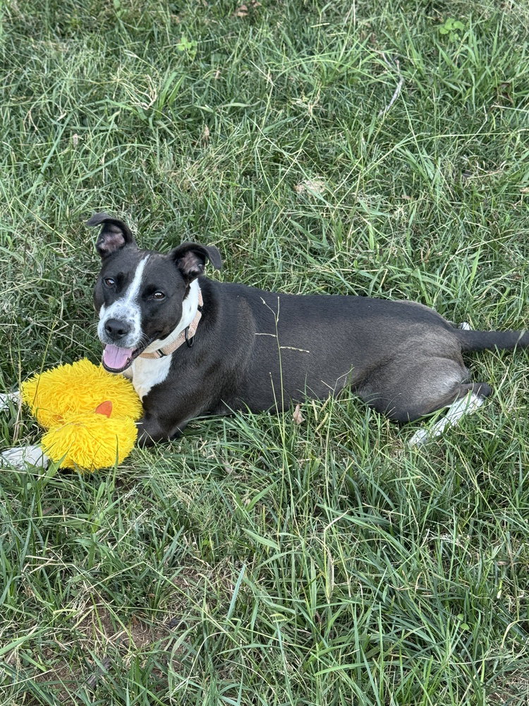 Sadie, photo 4