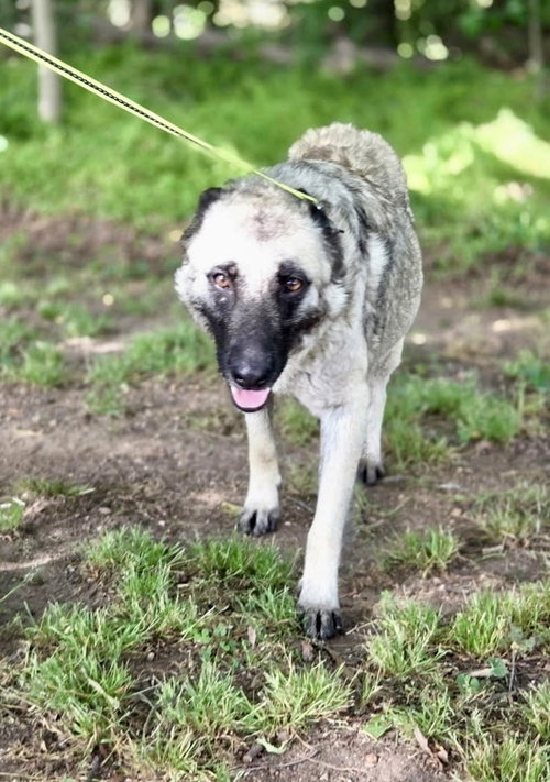 MILLIE - Shepherd available for adoption
