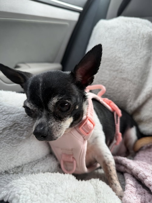 KEA - Chihuahua available for adoption