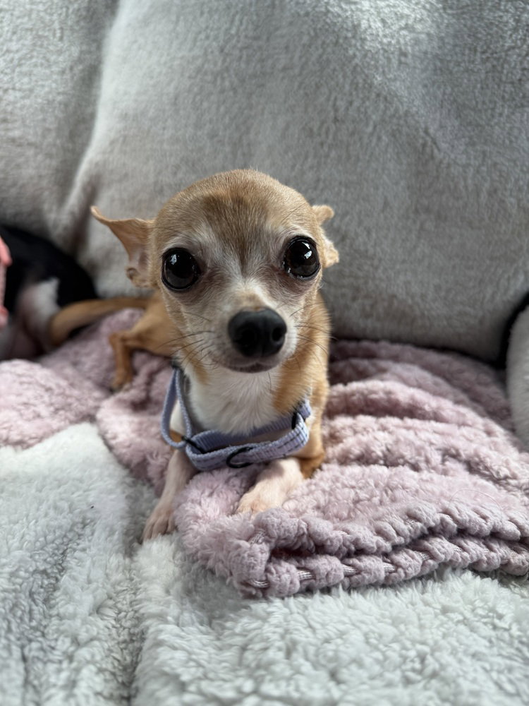 Mitzi Image