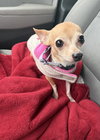 Mitzi - Photo 2