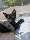 Obsidian - Photo 1