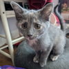 Pearl - Photo 1