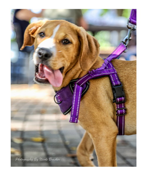 Biscuit, an adoptable Hound in Mooresville, NC