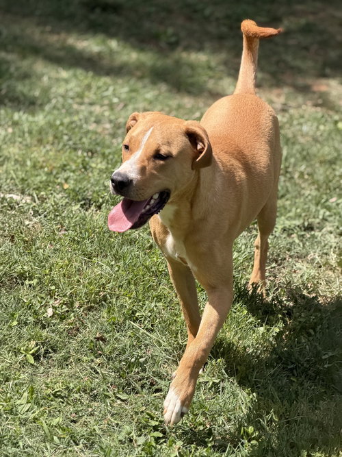BISCUIT - Hound available for adoption