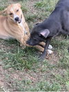 Biscuit - Photo 2