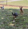 Biscuit - Photo 3