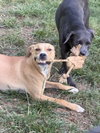 Biscuit - Photo 4