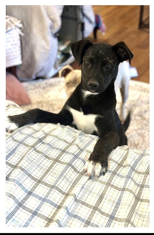 NOAH - Terrier / Labrador Retriever available for adoption