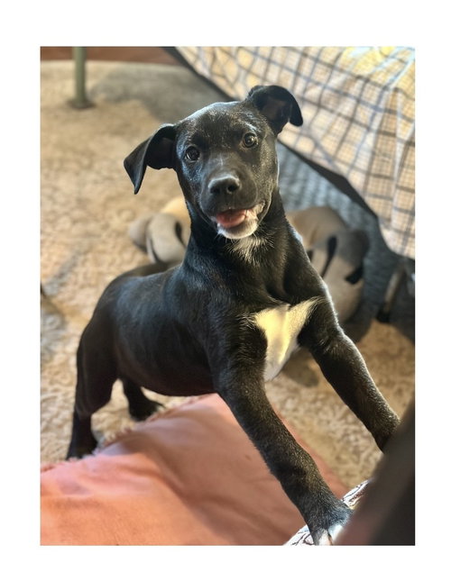 NOAH - Terrier / Labrador Retriever available for adoption