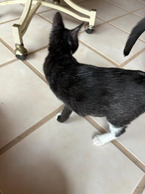 TINKERBELL - Domestic Short Hair available for adoption