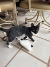 Tinkerbell - Photo 3