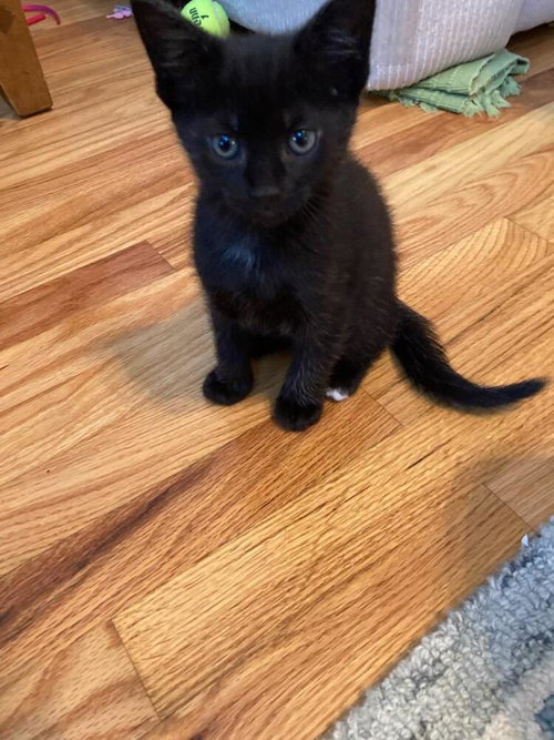 JENNY - Domestic Short Hair available for adoption