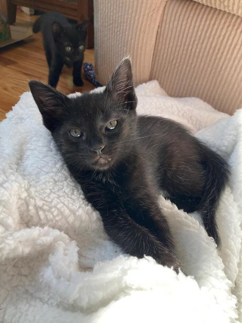 JENNY - Domestic Short Hair available for adoption
