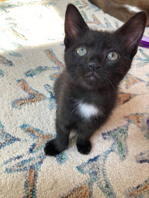 OREO - Domestic Short Hair available for adoption