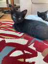 Oreo - Photo 2