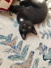 Oreo - Photo 3