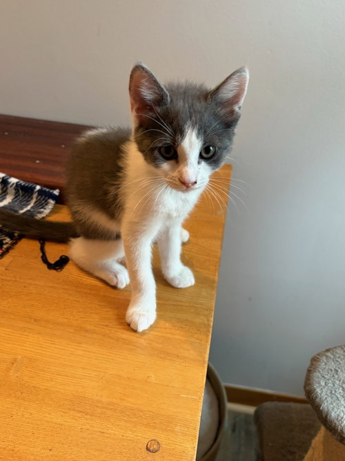 Bea, Baby Domestic Short Hair / Mixed (short coat), cat for adoption in Mooresville, North Carolina