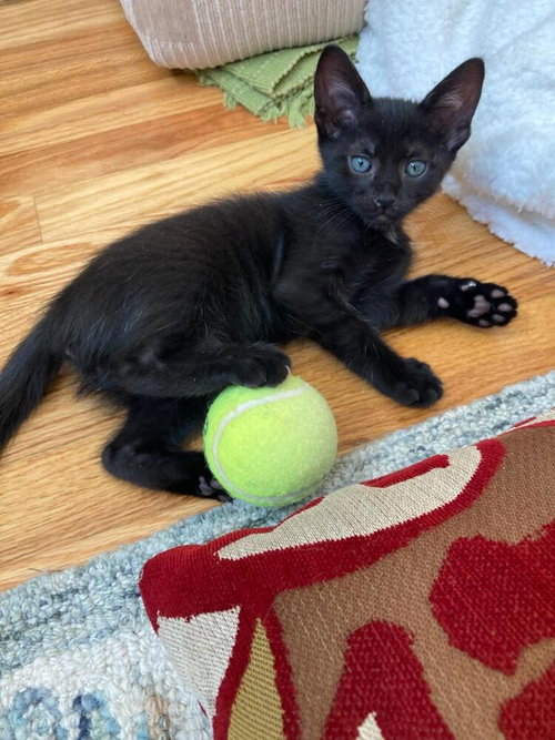 RAVEN - Domestic Short Hair available for adoption