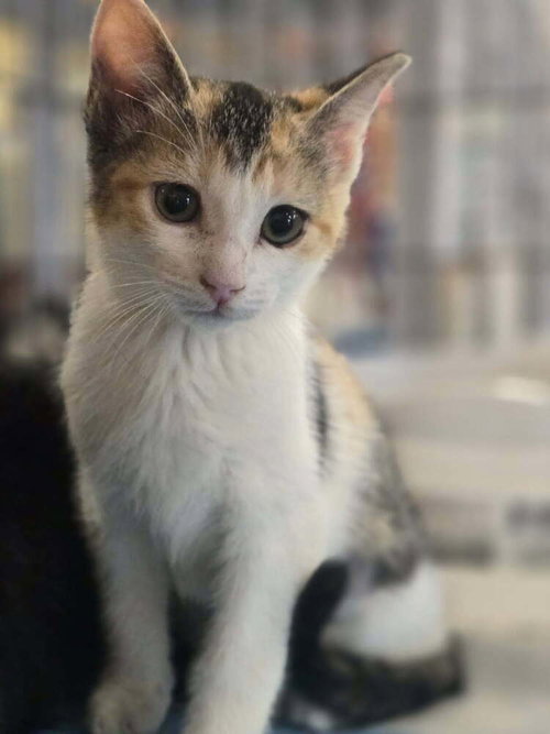 MINK MINK - Domestic Short Hair available for adoption