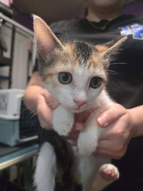 MINK MINK - Domestic Short Hair available for adoption