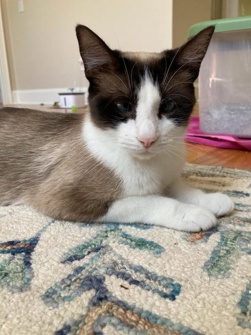 IDA - Domestic Short Hair / Siamese available for adoption