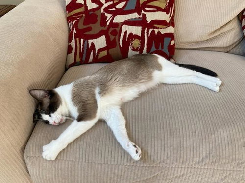 IDA - Domestic Short Hair / Siamese available for adoption