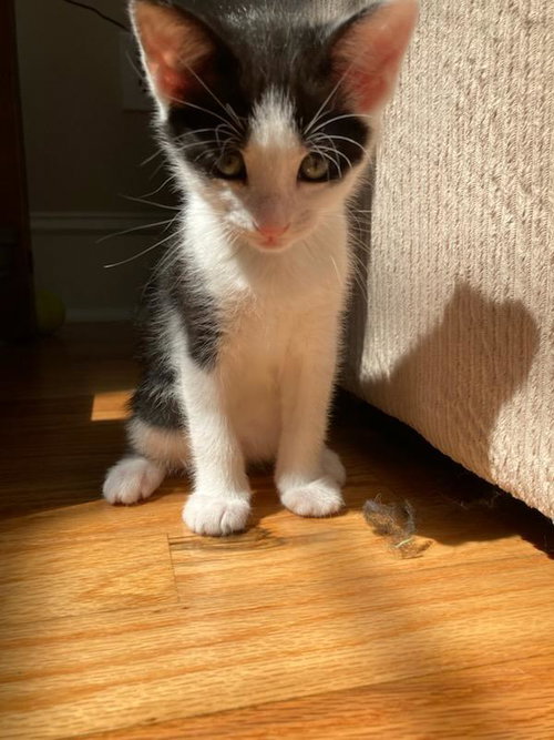 ELEANOR - Domestic Short Hair available for adoption