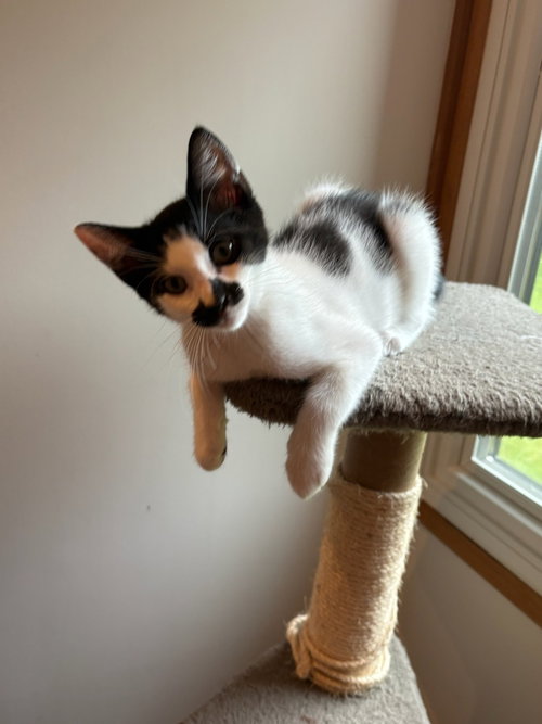 Groucho, an adoptable Domestic Short Hair in Mooresville, NC