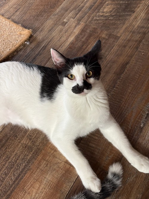 Groucho, a cat for adoption from Piedmont Animal Rescue