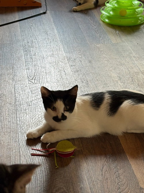 Photo 2 of Groucho