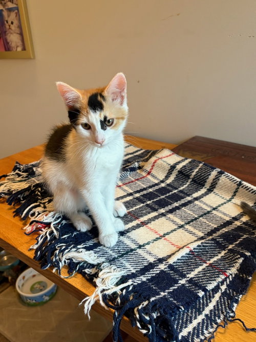 Laura Lee, Baby Domestic Short Hair / Mixed (short coat), cat for adoption in Concord, North Carolina