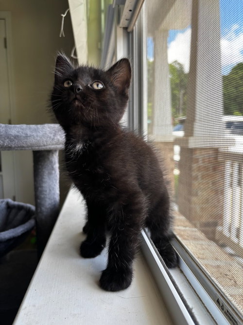 VANE - Domestic Short Hair available for adoption