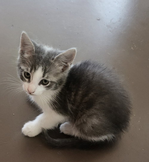 GIORGIO ARMANI - Domestic Short Hair available for adoption