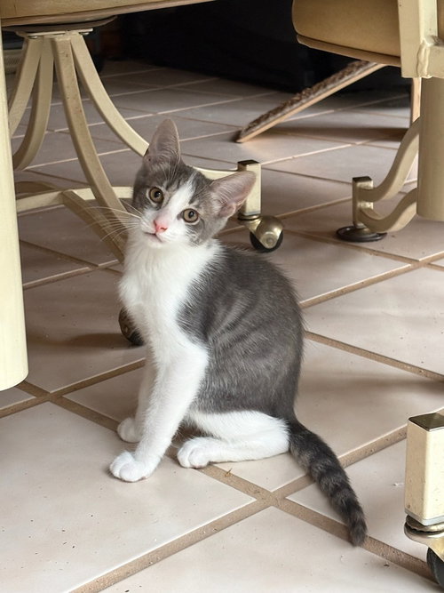 Giorgio Armani, Baby Domestic Short Hair / Mixed (short coat), cat for adoption in Mooresville, North Carolina