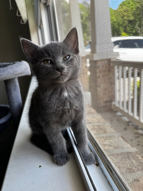 PETER PAN - Domestic Short Hair available for adoption