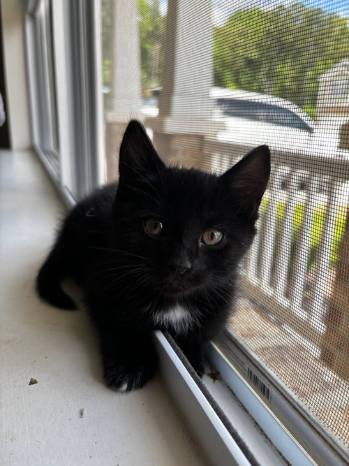 WINNIE - Domestic Short Hair available for adoption