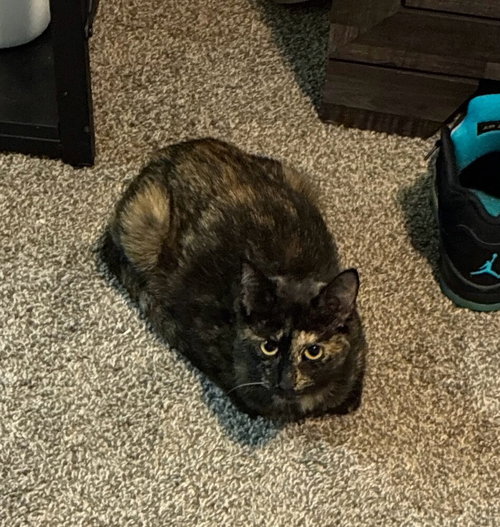 CLEO - Domestic Short Hair available for adoption