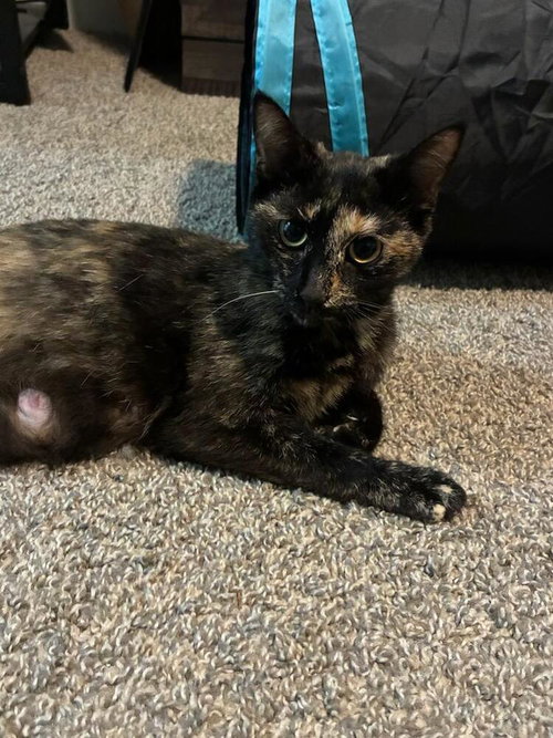 Cleo, an adoptable Domestic Short Hair in Mooresville, NC