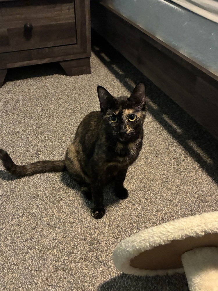 Cleo Image