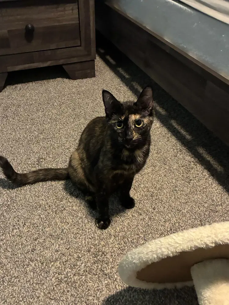 Cleo - Domestic Short Hair