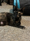Cleo - Photo 2