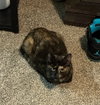 Cleo - Photo 4