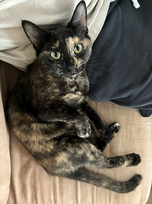Cleo, a cat for adoption from Piedmont Animal Rescue
