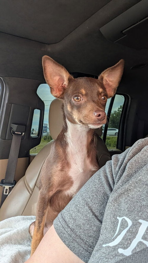 Honey, an adoptable Chihuahua in Mooresville, NC
